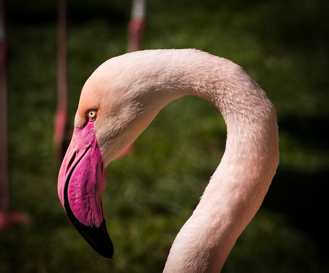flamingo-173127_640